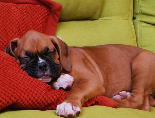 Upholstery Cleaning Tips for Pet Owners: Keeping Your Furniture Fresh