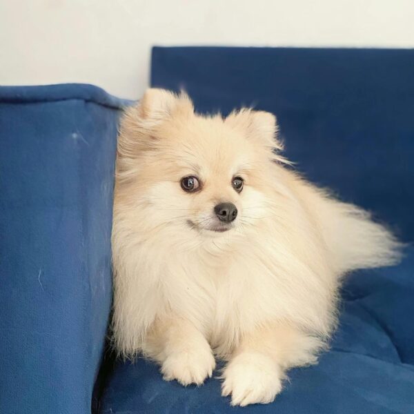 fluffy dog lying on blue couch
