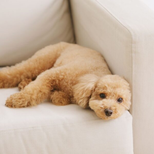 dog sleeping on white couch