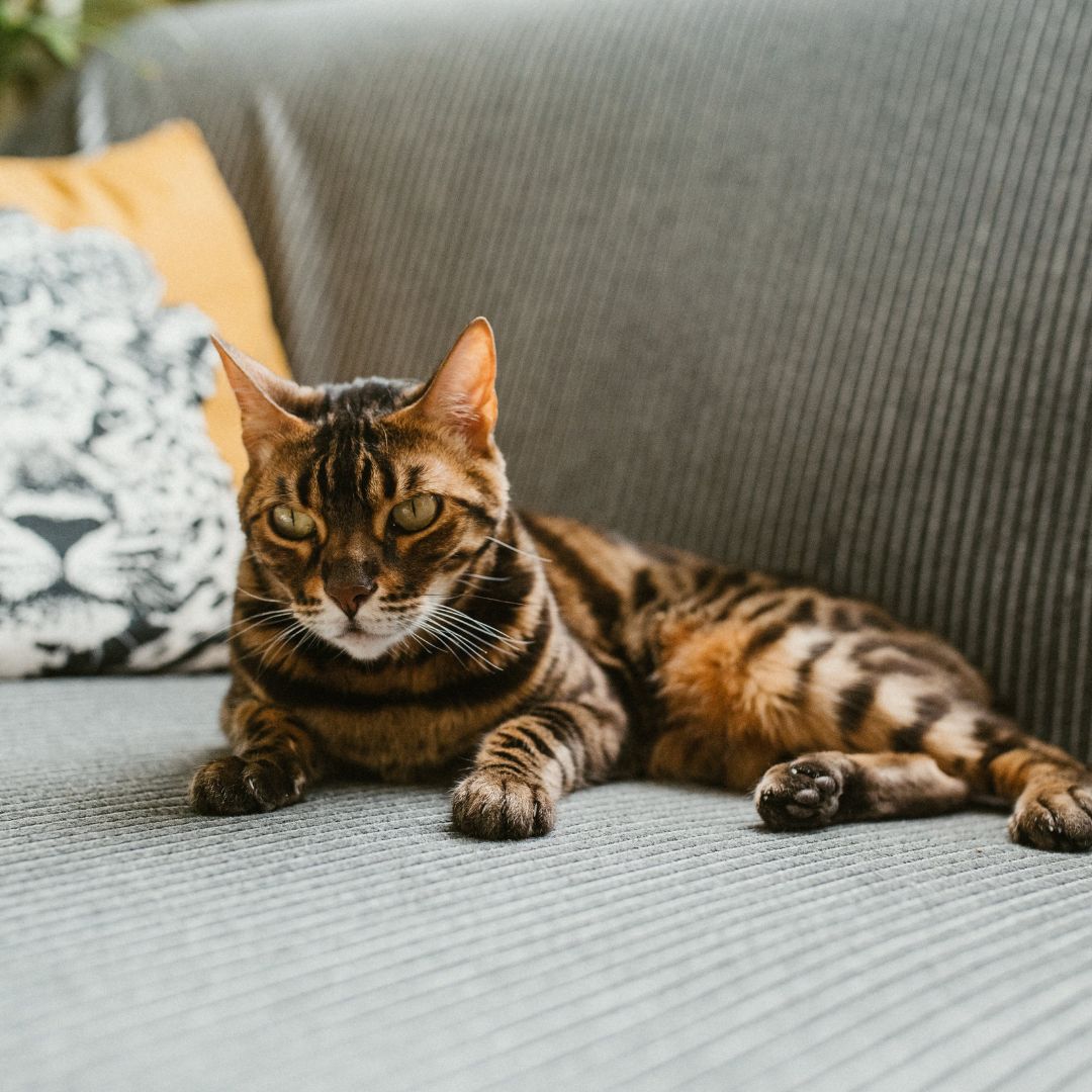 cat resting on couch